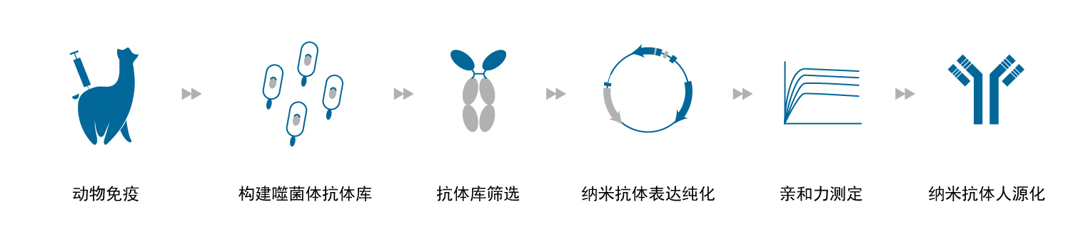 羊駝免疫流程
