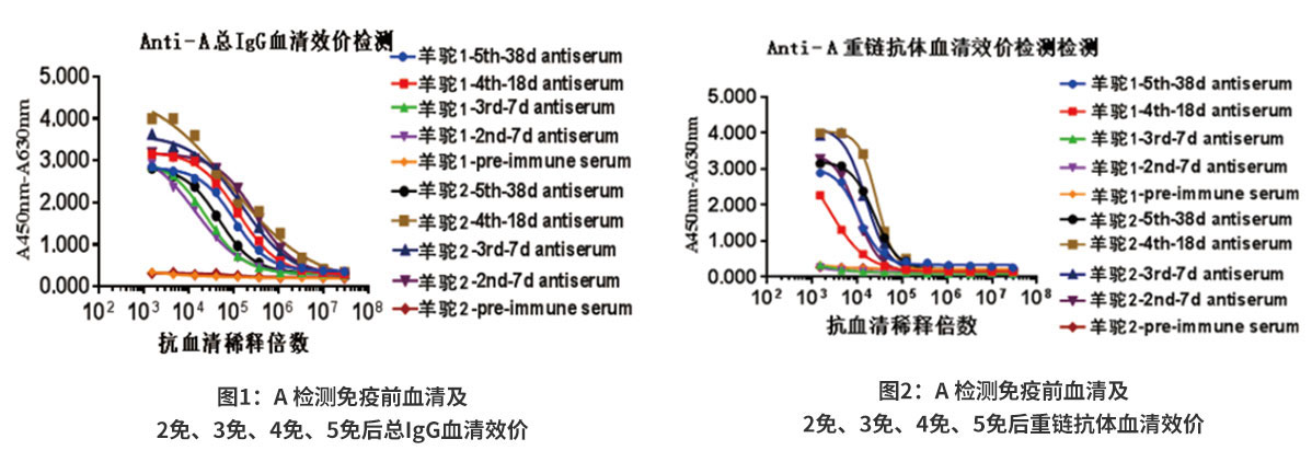 A抗原血清效價(jià)檢測(cè)結(jié)果