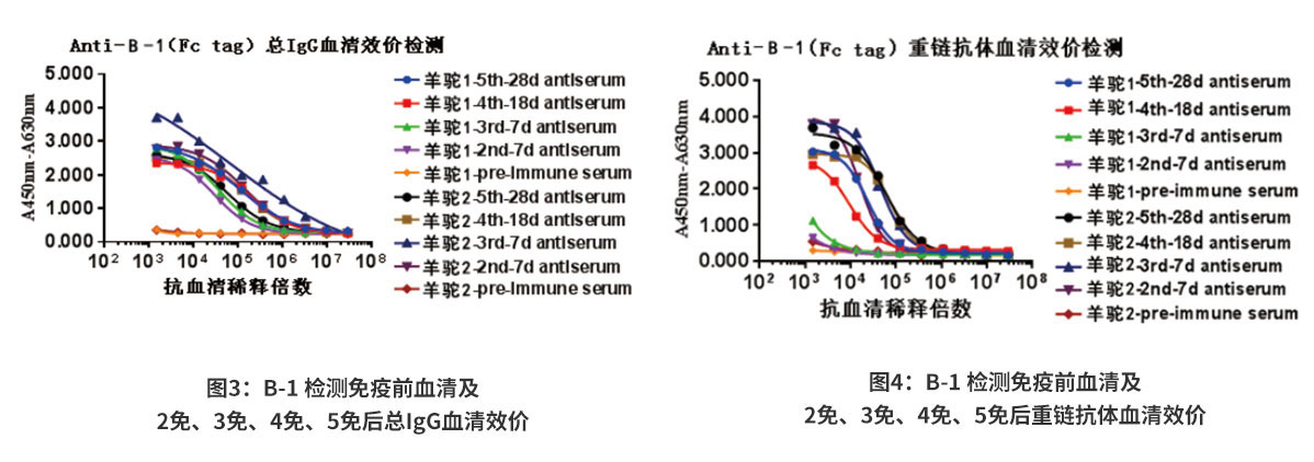 B-1（Fc tag）抗原血清效價(jià)檢測(cè)結(jié)果