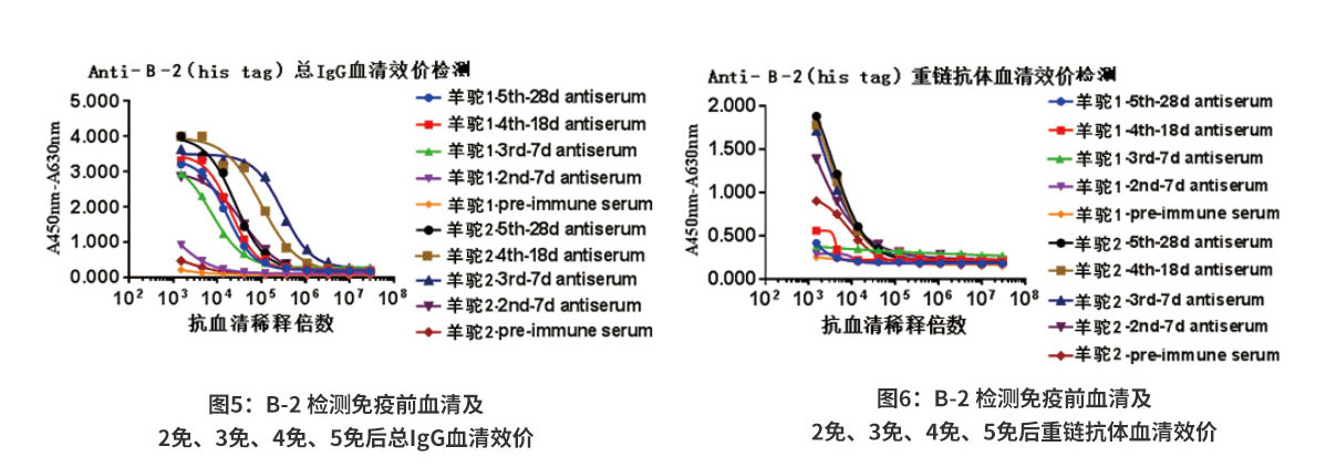 B-2（his tag）抗原血清效價(jià)檢測(cè)結(jié)果