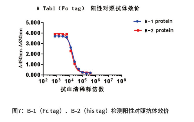 B-1（Fc tag）、B-2（his tag）抗原陽性對(duì)照抗體效價(jià)檢測(cè)結(jié)果