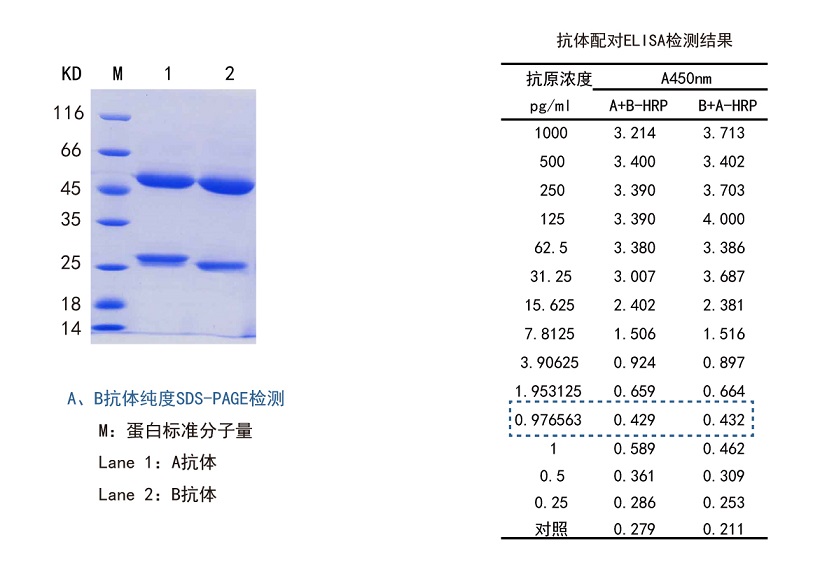 配對(duì)抗體定制案例