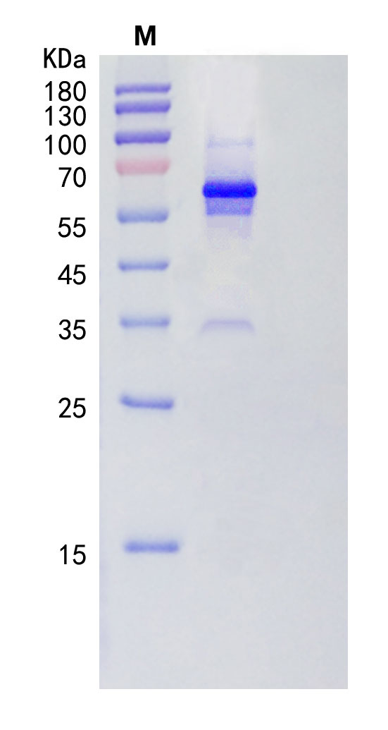 重組AMH蛋白案例