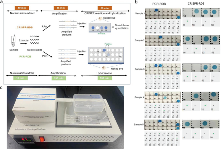 CRISPR-RDB檢測HPV臨床樣本圖