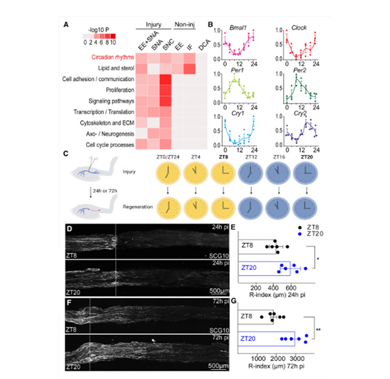 晝夜節(jié)律是軸突再生的常見(jiàn)調(diào)節(jié)因子圖