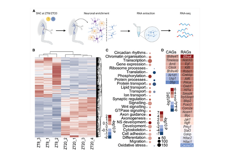 損傷后 DRG 的轉(zhuǎn)錄分析確定了與軸突再生相關(guān)的時(shí)間依賴性過(guò)程圖