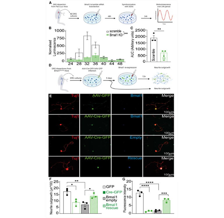 Bmal1 控制 DRG 神經(jīng)元的分子時(shí)鐘和再生生長(zhǎng)圖