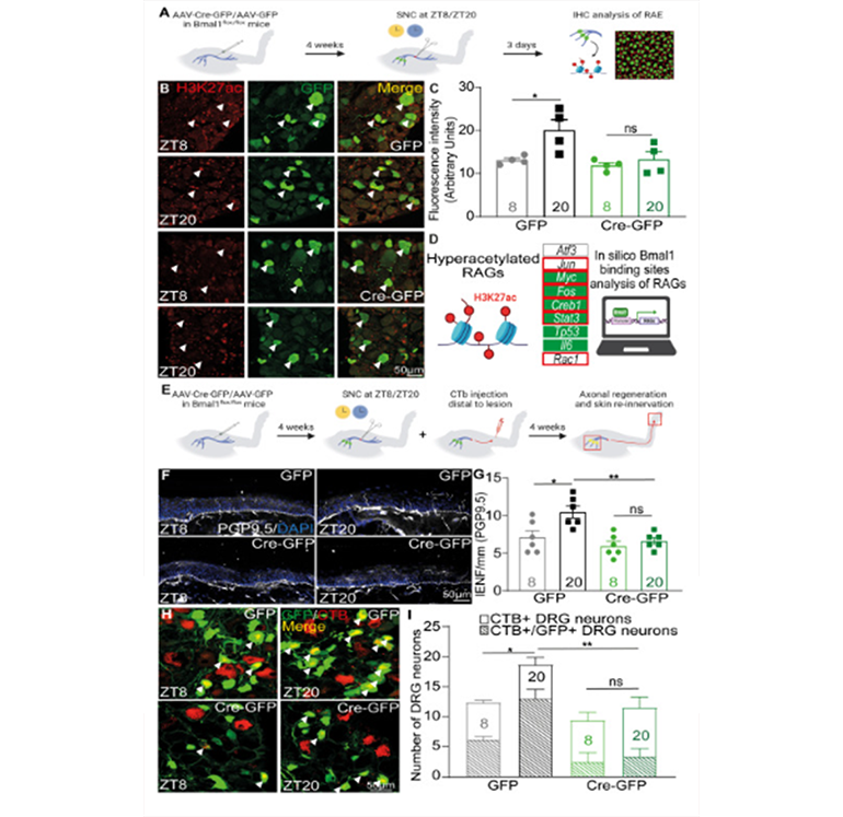 損傷后 Bmal1 依賴性 H3K27ac 和 DRG 神經(jīng)元的長(zhǎng)期時(shí)間依賴性再生圖