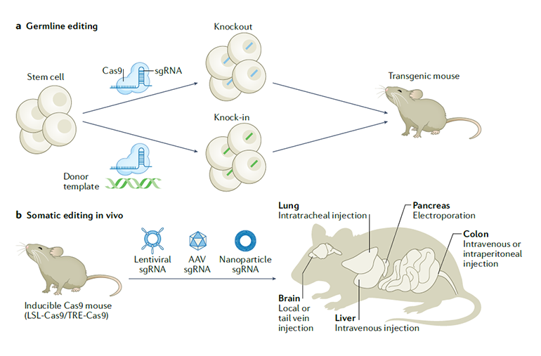 利用CRISPR技術(shù)生成不同類型的癌癥模型圖