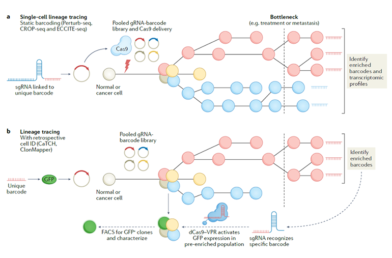 用于追蹤癌細(xì)胞克隆譜系的不同CRISPR策略圖