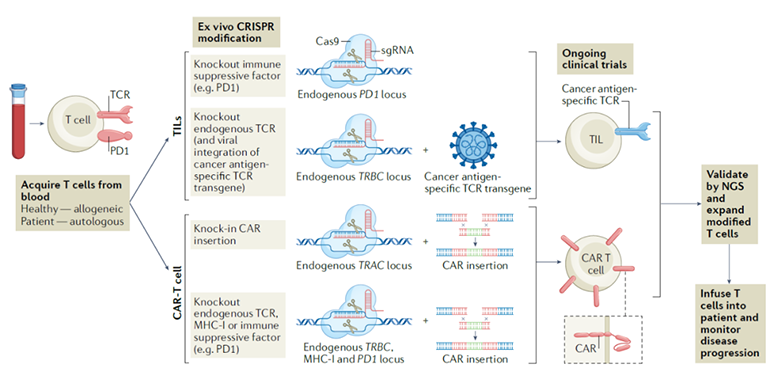 CRISPR工程化改造T細(xì)胞的多種方式圖