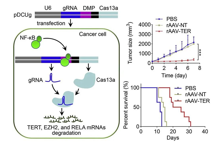 利用NF-κB控制CRISPR-Cas13a系統(tǒng)的表達(dá)，腫瘤特異性降解致癌基因圖