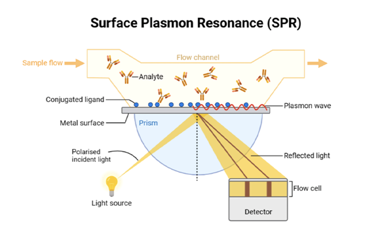 表面等離子共振（SPR）傳感器的基本工作原理圖