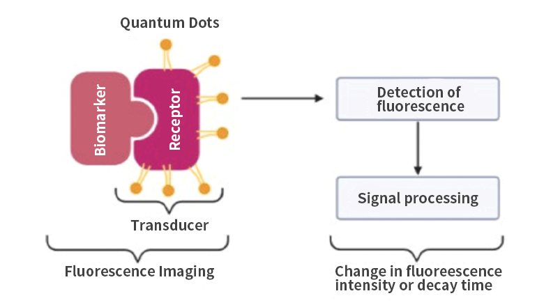 熒光傳感器的基本工作原理圖