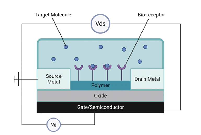 場(chǎng)效應(yīng)晶體管（FET）傳感器的基本工作原理圖