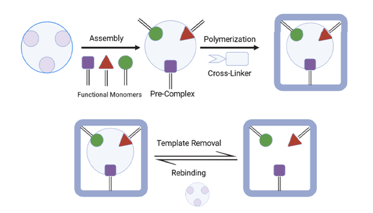 分子印跡聚合物（MIPs）制備示意圖