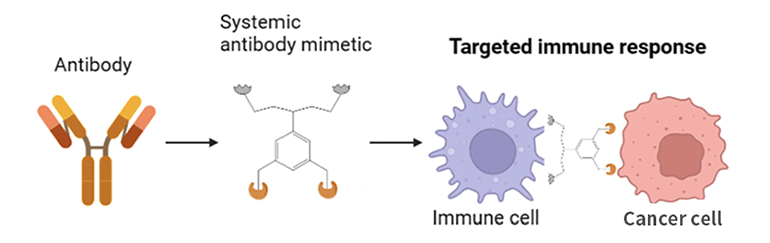 論人工合成的仿生抗體與免疫細(xì)胞結(jié)合并促進(jìn)其靶向癌細(xì)胞的示意圖