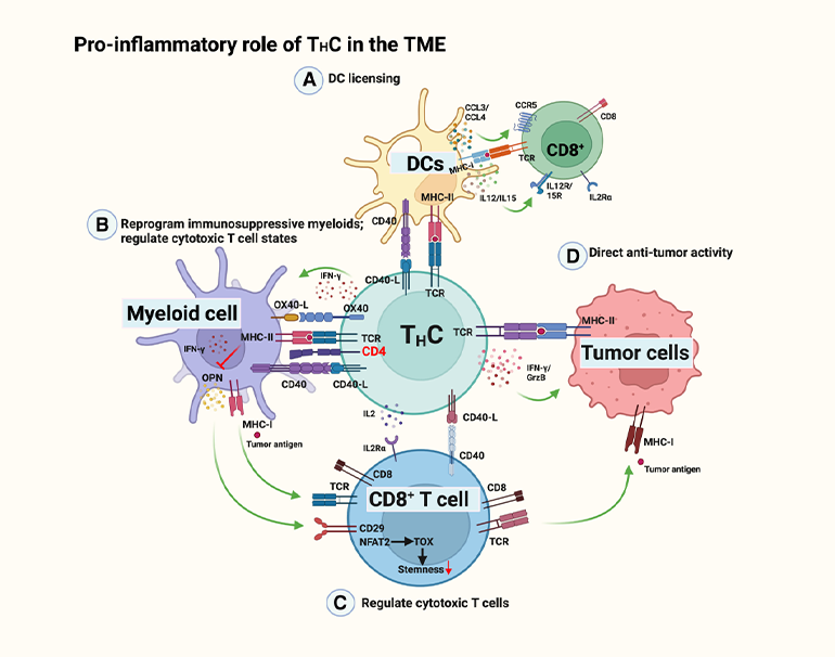 THC 進行抗神經(jīng)膠質(zhì)瘤疫苗接種圖