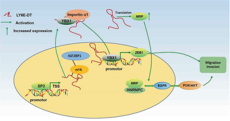lnc-LY6E-DT編碼蛋白促進(jìn)乳腺癌浸潤轉(zhuǎn)移的分子機(jī)制的示意圖