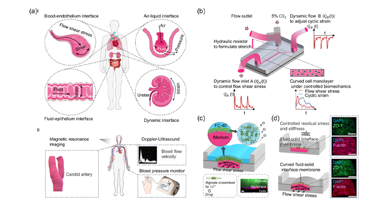 器官芯片結(jié)構(gòu)和功能示意圖