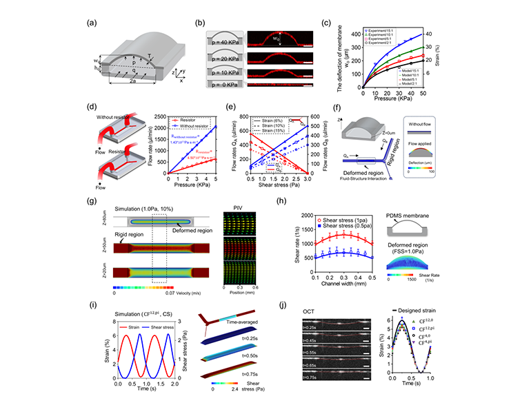器官芯片中的力學(xué)調(diào)控圖