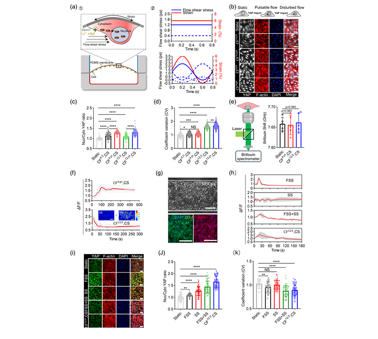 器官芯片用于內(nèi)皮細(xì)胞和上皮細(xì)胞Ca2+、Piezo1和YAP研究圖