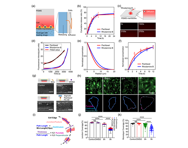 器官芯片中的藥物釋放定量研究圖
