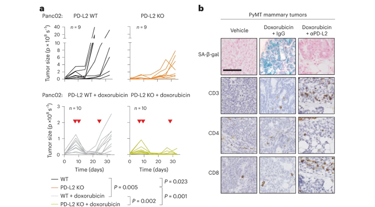 腫瘤控制細(xì)胞圖