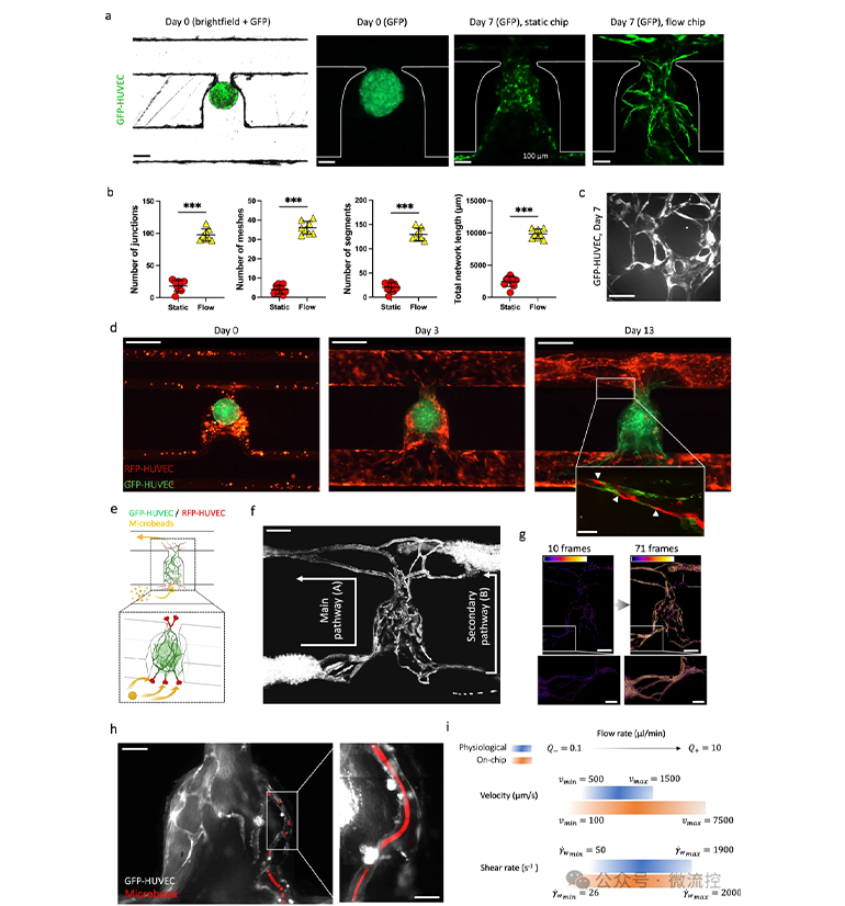 通過間充質(zhì)球體的功能血管化形成吻合的內(nèi)皮網(wǎng)絡(luò)圖