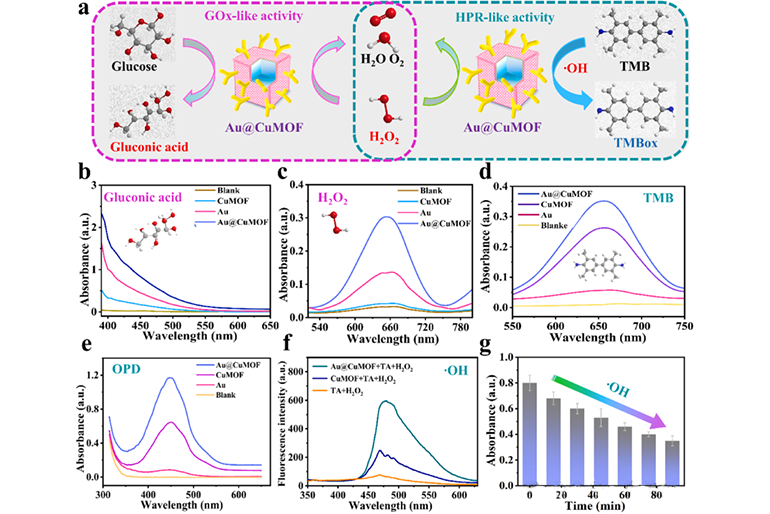 Au@CuMOF納米盒的級(jí)聯(lián)納米酶活性