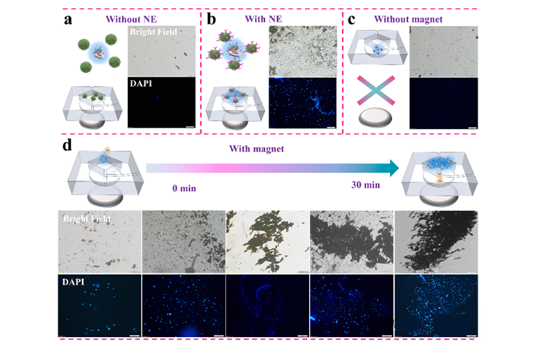 微流控平臺(tái)的設(shè)計(jì)以及血管化類器官的構(gòu)建圖
