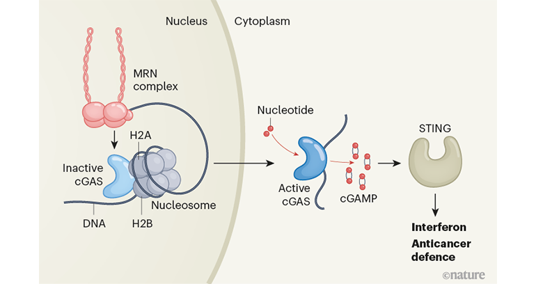 核小體中釋放滅活的cGAS