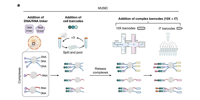 MUSIC的工作流程圖