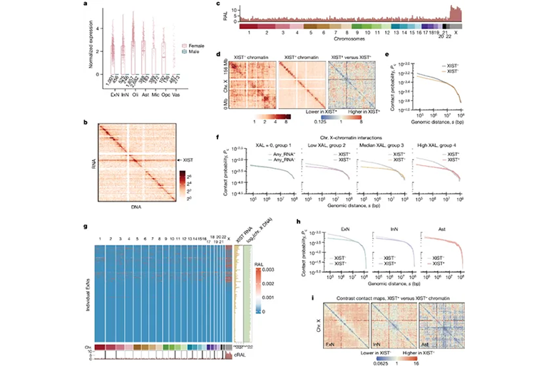 研究在女性前額皮質(zhì)細胞中揭示了XIST-染色質(zhì)相互作用的細胞特異性