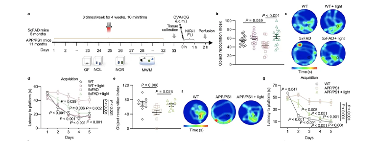 光療對(duì)AD小鼠的認(rèn)知能力和病理學(xué)影響