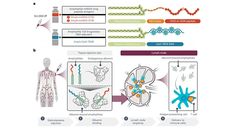 癌癥疫苗ELI-002 2P的生產(chǎn)過程和作用機(jī)制