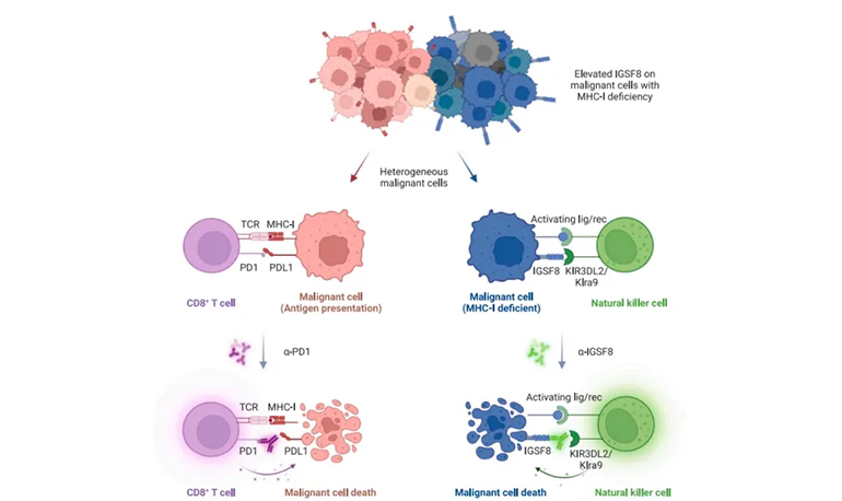 機(jī)理模式圖