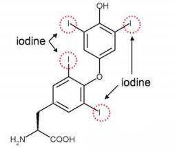 甲狀腺素T4分子圖