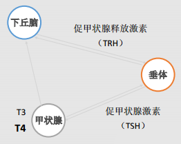 甲狀腺素T4功能流程圖