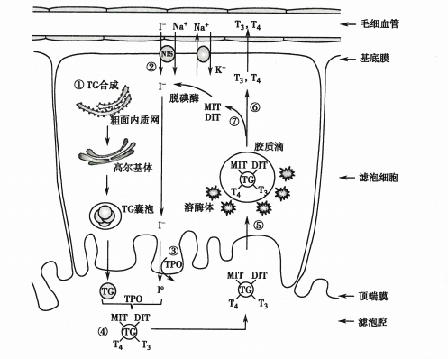 甲狀腺激素的合成與分泌