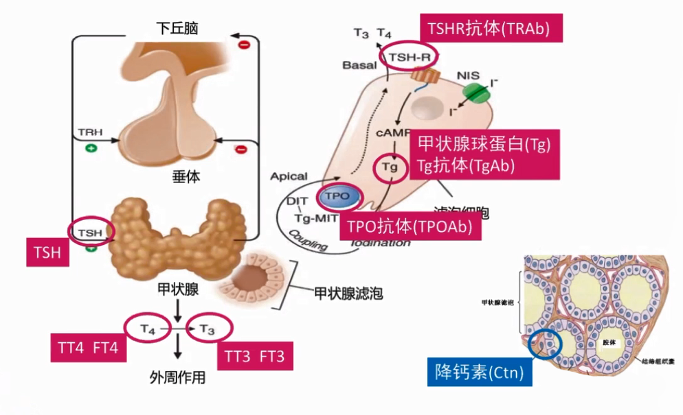 T3、T4的合成與分泌