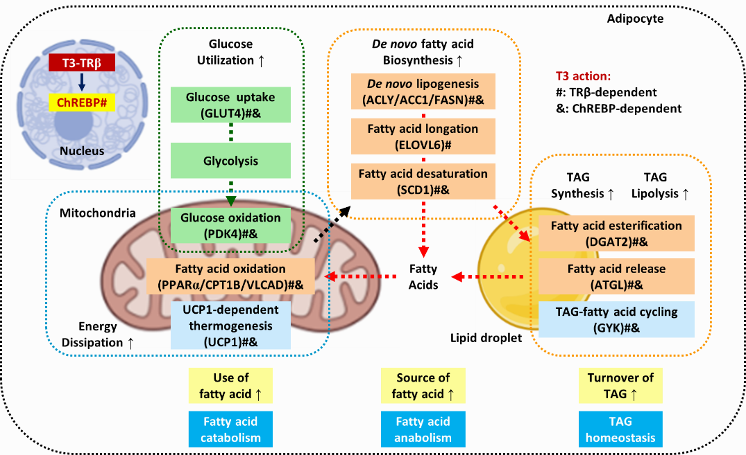 TR α和TR β的合成與分泌